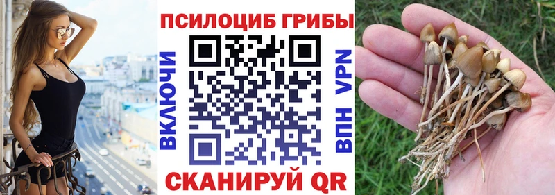 Псилоцибиновые грибы Cubensis  Купить  Ликино-Дулёво 